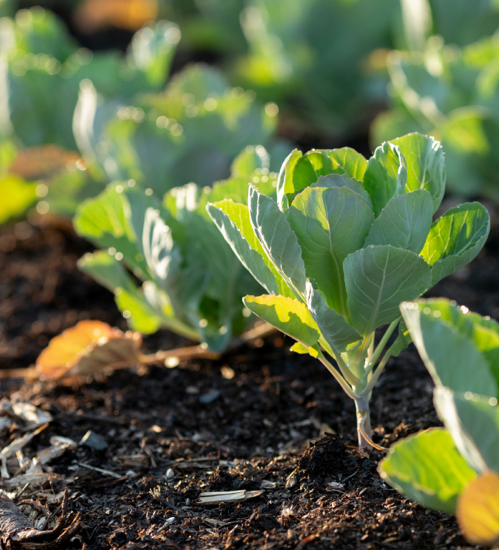 Cabbage grows in the culinary garden at The Kitchen at Middleground Farms